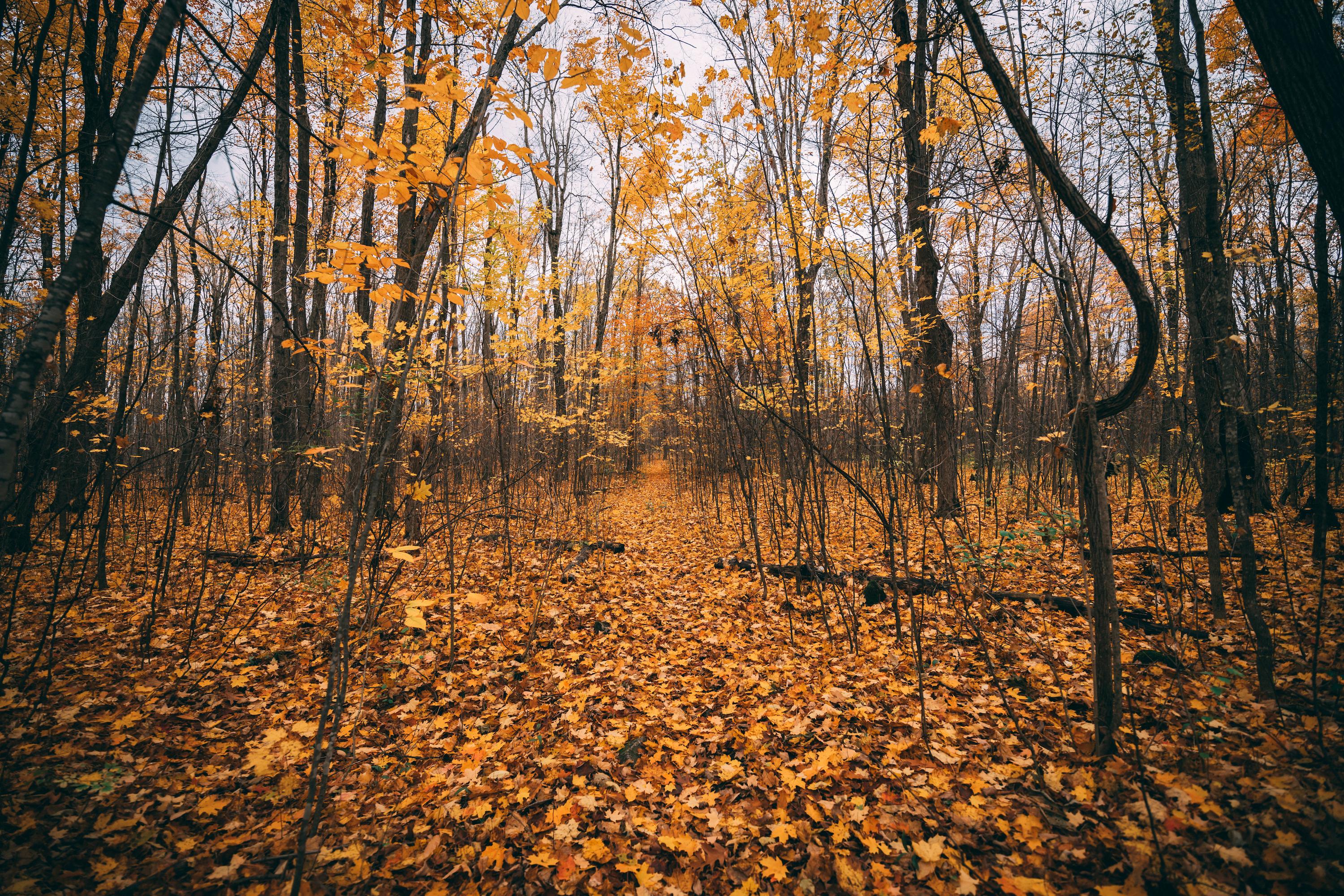 Autumn forest with orange leaves on the ground and trees
